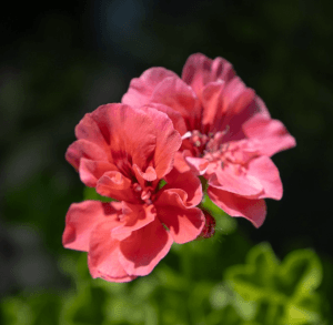 La nature à la Ferme de Jonan près de la Mure